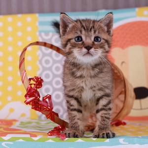 Stilian (Стилиан), кошки и котята Pixiebob (пиксибоб)