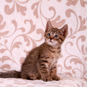 Stilian (Стилиан), кошки и котята Pixiebob (пиксибоб)