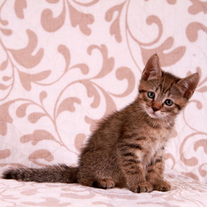 Stilian (Стилиан), кошки и котята Pixiebob (пиксибоб)