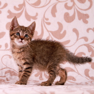 Stilian (Стилиан), кошки и котята Pixiebob (пиксибоб)
