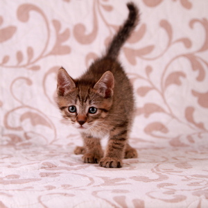 Stilian (Стилиан), кошки и котята Pixiebob (пиксибоб)