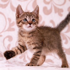 Stilian (Стилиан), кошки и котята Pixiebob (пиксибоб)