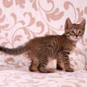Stilian (Стилиан), кошки и котята Pixiebob (пиксибоб)