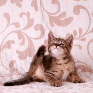 Stilian (Стилиан), кошки и котята Pixiebob (пиксибоб)