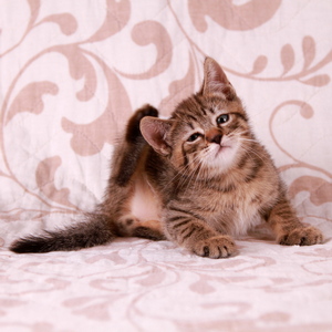 Stilian (Стилиан), кошки и котята Pixiebob (пиксибоб)