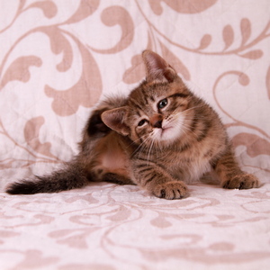 Stilian (Стилиан), кошки и котята Pixiebob (пиксибоб)