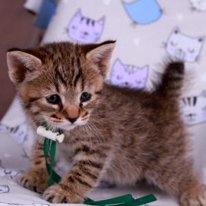 Leon (Леон), кошки и котята Pixiebob (пиксибоб)