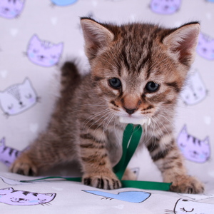 Leon (Леон), кошки и котята Pixiebob (пиксибоб)