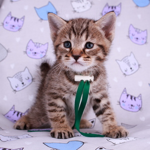 Leon (Леон), кошки и котята Pixiebob (пиксибоб)