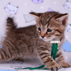 Leon (Леон), кошки и котята Pixiebob (пиксибоб)