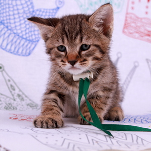 Leon (Леон), кошки и котята Pixiebob (пиксибоб)