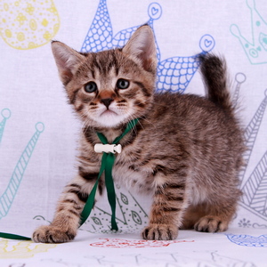 Leon (Леон), кошки и котята Pixiebob (пиксибоб)