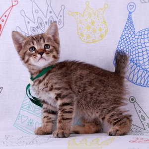 Leon (Леон), кошки и котята Pixiebob (пиксибоб)