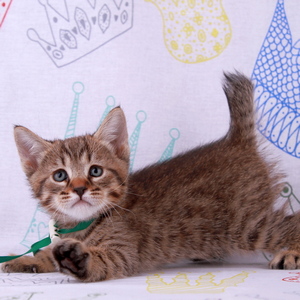 Leon (Леон), кошки и котята Pixiebob (пиксибоб)