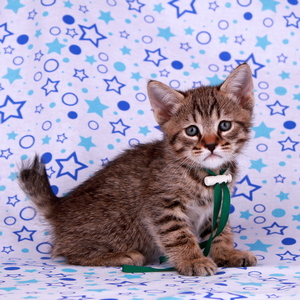 Leon (Леон), кошки и котята Pixiebob (пиксибоб)