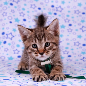 Leon (Леон), кошки и котята Pixiebob (пиксибоб)
