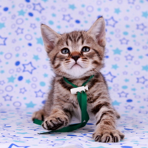 Leon (Леон), кошки и котята Pixiebob (пиксибоб)