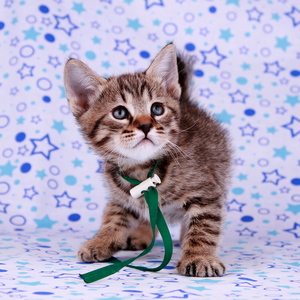 Leon (Леон), кошки и котята Pixiebob (пиксибоб)