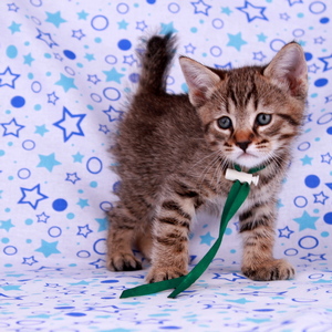 Leon (Леон), кошки и котята Pixiebob (пиксибоб)