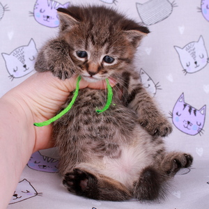 Маrk (Maрк), кошки и котята Pixiebob (пиксибоб)