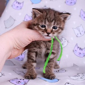 Маrk (Maрк), кошки и котята Pixiebob (пиксибоб)