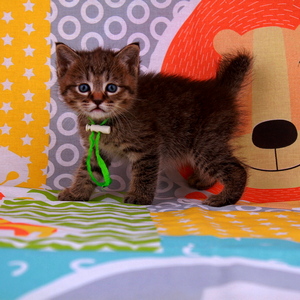 Маrk (Maрк), кошки и котята Pixiebob (пиксибоб)
