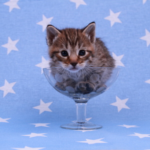 Samuel (Самуэль), кошки и котята Pixiebob (пиксибоб)