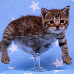 Samuel (Самуэль), кошки и котята Pixiebob (пиксибоб)