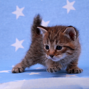 Samuel (Самуэль), кошки и котята Pixiebob (пиксибоб)