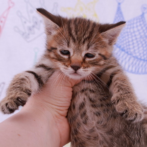 Samuel (Самуэль), кошки и котята Pixiebob (пиксибоб)