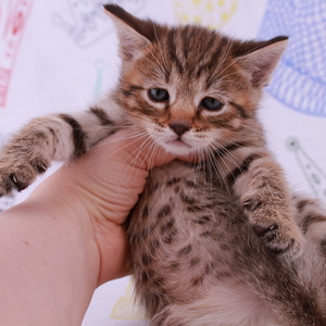 Samuel (Самуэль), кошки и котята Pixiebob (пиксибоб)