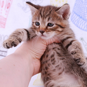 Samuel (Самуэль), кошки и котята Pixiebob (пиксибоб)