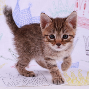 Samuel (Самуэль), кошки и котята Pixiebob (пиксибоб)