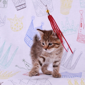 Samuel (Самуэль), кошки и котята Pixiebob (пиксибоб)