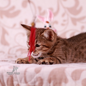 Samuel (Самуэль), кошки и котята Pixiebob (пиксибоб)
