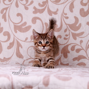 Samuel (Самуэль), кошки и котята Pixiebob (пиксибоб)