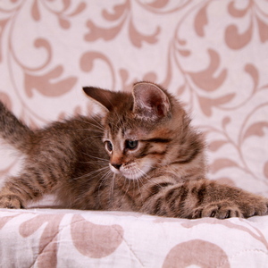 Samuel (Самуэль), кошки и котята Pixiebob (пиксибоб)