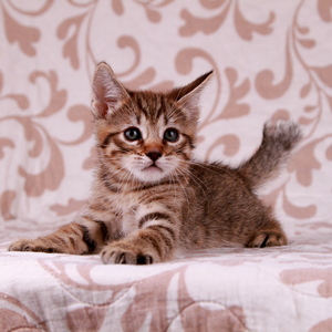 Samuel (Самуэль), кошки и котята Pixiebob (пиксибоб)