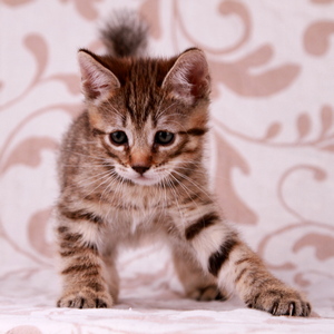 Samuel (Самуэль), кошки и котята Pixiebob (пиксибоб)