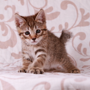Samuel (Самуэль), кошки и котята Pixiebob (пиксибоб)