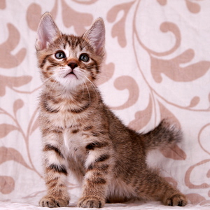 Samuel (Самуэль), кошки и котята Pixiebob (пиксибоб)