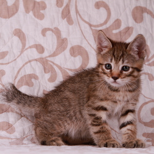 Samuel (Самуэль), кошки и котята Pixiebob (пиксибоб)