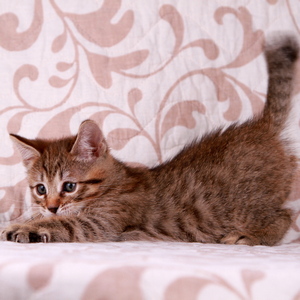 Samuel (Самуэль), кошки и котята Pixiebob (пиксибоб)