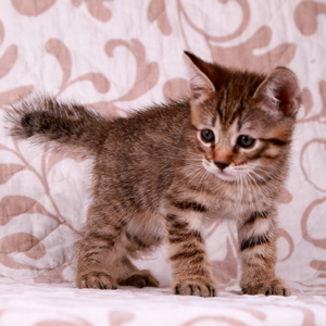 Samuel (Самуэль), кошки и котята Pixiebob (пиксибоб)
