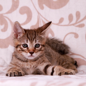 Samuel (Самуэль), кошки и котята Pixiebob (пиксибоб)
