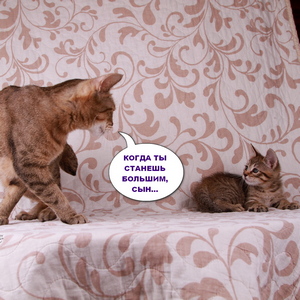 Samuel (Самуэль), кошки и котята Pixiebob (пиксибоб)