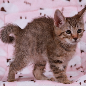 Samuel (Самуэль), кошки и котята Pixiebob (пиксибоб)