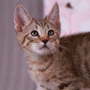 Samuel (Самуэль), кошки и котята Pixiebob (пиксибоб)