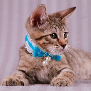Samuel (Самуэль), кошки и котята Pixiebob (пиксибоб)