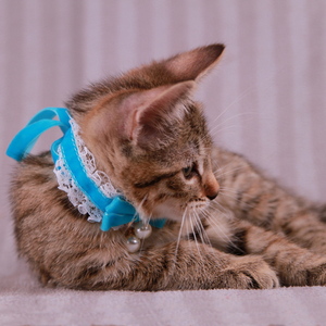 Samuel (Самуэль), кошки и котята Pixiebob (пиксибоб)
